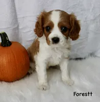 Forest, a male Cavalier King Charles Spaniel for sale in Waterloo, NY – 2 of 2