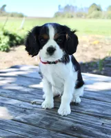 Flint, a male Cavalier King Charles Spaniel for sale in Waterloo, NY – 5 of 6