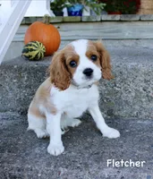 Fletcher, a male Cavalier King Charles Spaniel for sale in Waterloo, NY – 7 of 8