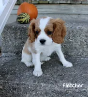 Fletcher, a male Cavalier King Charles Spaniel for sale in Waterloo, NY – 6 of 8
