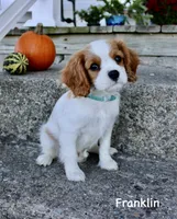 Franklin, a male Cavalier King Charles Spaniel for sale in Waterloo, NY – 1 of 6