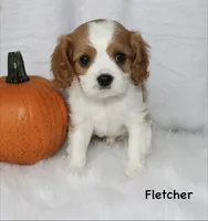 Fletcher, a male Cavalier King Charles Spaniel for sale in Waterloo, NY – 1 of 3