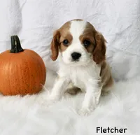 Fletcher, a male Cavalier King Charles Spaniel for sale in Waterloo, NY – 3 of 3