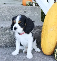 Flint, a male Cavalier King Charles Spaniel for sale in Waterloo, NY – 1 of 6