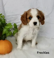 Freckles, a male Cavalier King Charles Spaniel for sale in Waterloo, NY – 1 of 2