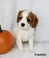 Franklin, a male Cavalier King Charles Spaniel for sale in Waterloo, NY – 1 of 2