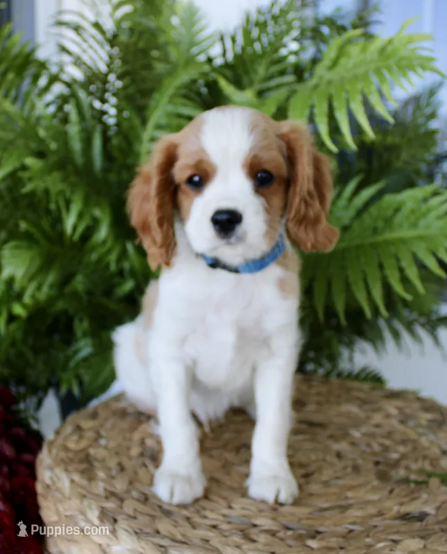 Freckles – Cavalier King Charles Spaniel puppy for sale in Waterloo, NY