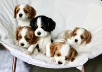 Flint, a male Cavalier King Charles Spaniel for sale in Waterloo, NY – 6 of 6