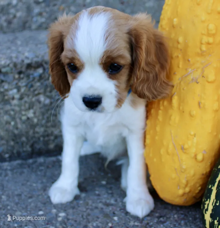 Freckles – Cavalier King Charles Spaniel puppy for sale in Waterloo, NY