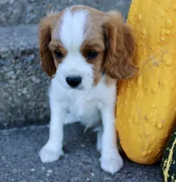 Freckles, a male Cavalier King Charles Spaniel for sale in Waterloo, NY – 2 of 6