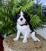 Flint, a male Cavalier King Charles Spaniel for sale in Waterloo, NY – 4 of 6