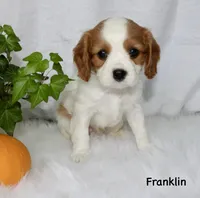 Franklin, a male Cavalier King Charles Spaniel for sale in Waterloo, NY – 2 of 2