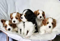 Fletcher, a male Cavalier King Charles Spaniel for sale in Waterloo, NY – 8 of 8