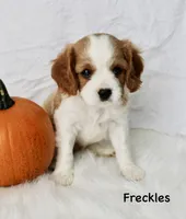 Freckles, a male Cavalier King Charles Spaniel for sale in Waterloo, NY – 2 of 2