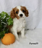 Forest, a male Cavalier King Charles Spaniel for sale in Waterloo, NY – 1 of 2
