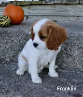 Franklin, a male Cavalier King Charles Spaniel for sale in Waterloo, NY – 5 of 6