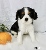 Flint, a male Cavalier King Charles Spaniel for sale in Waterloo, NY – 1 of 2