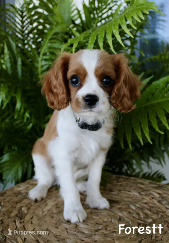 Forest – Cavalier King Charles Spaniel puppy for sale in Waterloo, NY