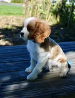 Freckles, a male Cavalier King Charles Spaniel for sale in Waterloo, NY – 5 of 6