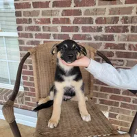 Black-and-tan smooth coat female , a female German Shepherd Dog for sale in Walnut Grove, MS – 7 of 10