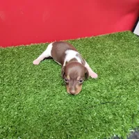 Chocolate and white female , a female Miniature Dachshund for sale in Walnut Grove, MS – 4 of 10