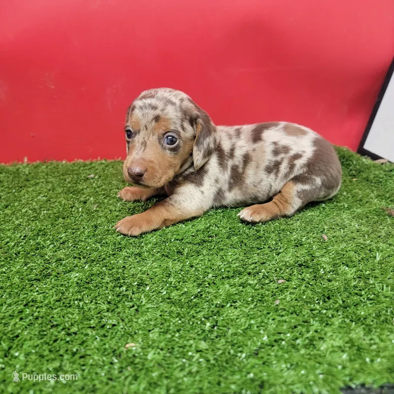 Handsome  – Miniature Dachshund puppy for sale in Walnut Grove, MS