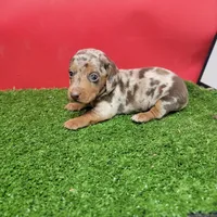 Handsome , a male Miniature Dachshund for sale in Walnut Grove, MS – 1 of 6