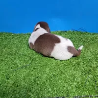 Chocolate and white male 1, a male Miniature Dachshund for sale in Walnut Grove, MS – 6 of 6