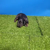 Black and tan male 1, a male Miniature Dachshund for sale in Walnut Grove, MS – 6 of 7