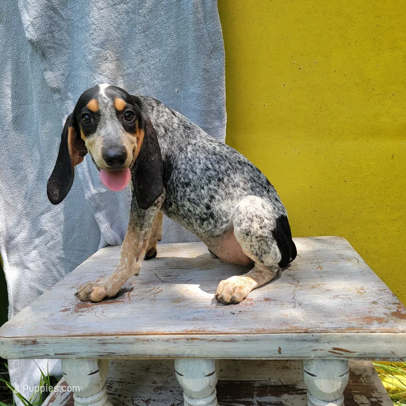 Female 1 – Bluetick Coonhound puppy for sale in Walnut Grove, MS