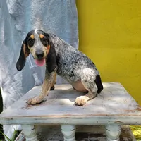 Female 1, a female Bluetick Coonhound for sale in Walnut Grove, MS – 1 of 5