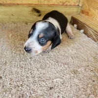 Black and white male , a male Miniature Dachshund for sale in Walnut Grove, MS – 2 of 7