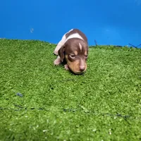 Chocolate and white male 1, a male Miniature Dachshund for sale in Walnut Grove, MS – 4 of 6
