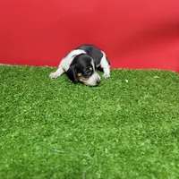 Black and white female , a female Miniature Dachshund for sale in Walnut Grove, MS – 3 of 6