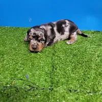 Silver Dapple male 1, a male Miniature Dachshund for sale in Walnut Grove, MS – 1 of 9