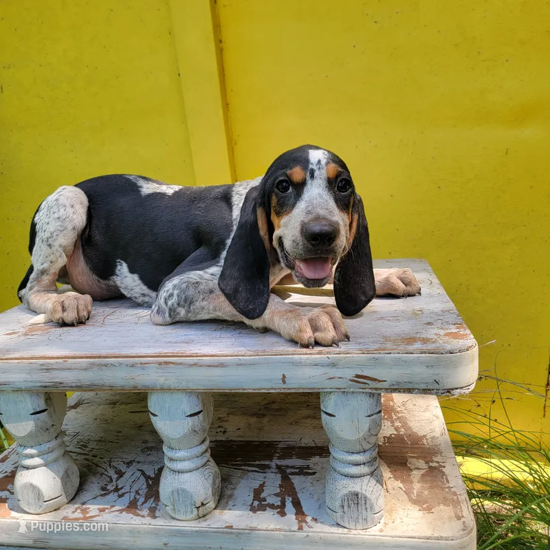 Male 3 – Bluetick Coonhound puppy for sale in Walnut Grove, MS