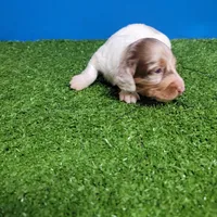 Longhair male , a male Miniature Dachshund for sale in Walnut Grove, MS – 5 of 10