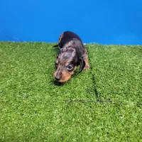 Silver dapple male 2, a male Miniature Dachshund for sale in Walnut Grove, MS – 4 of 7