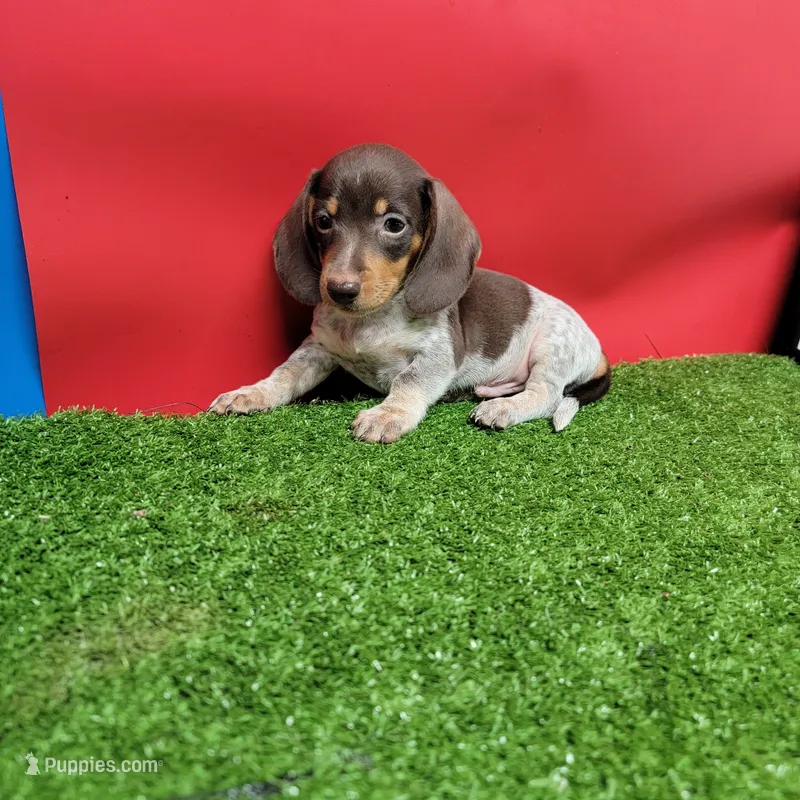 Chocolate and white male 1 – Miniature Dachshund puppy for sale in Walnut Grove, MS