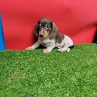 Chocolate and white male 1, a male Miniature Dachshund for sale in Walnut Grove, MS – 1 of 7
