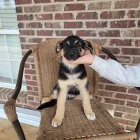 Black-and-tan smooth coat female , a female German Shepherd Dog for sale in Walnut Grove, MS – 6 of 10