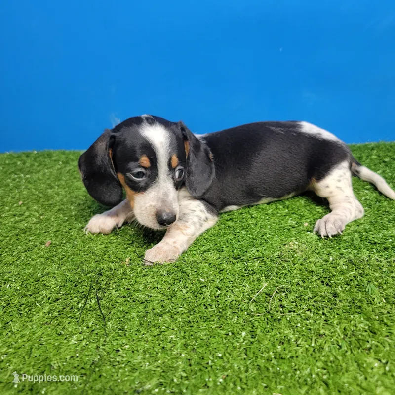Black and white male  – Miniature Dachshund puppy for sale in Walnut Grove, MS