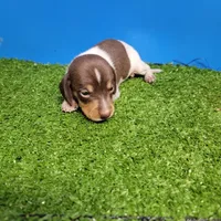 Chocolate and white male 1, a male Miniature Dachshund for sale in Walnut Grove, MS – 3 of 6