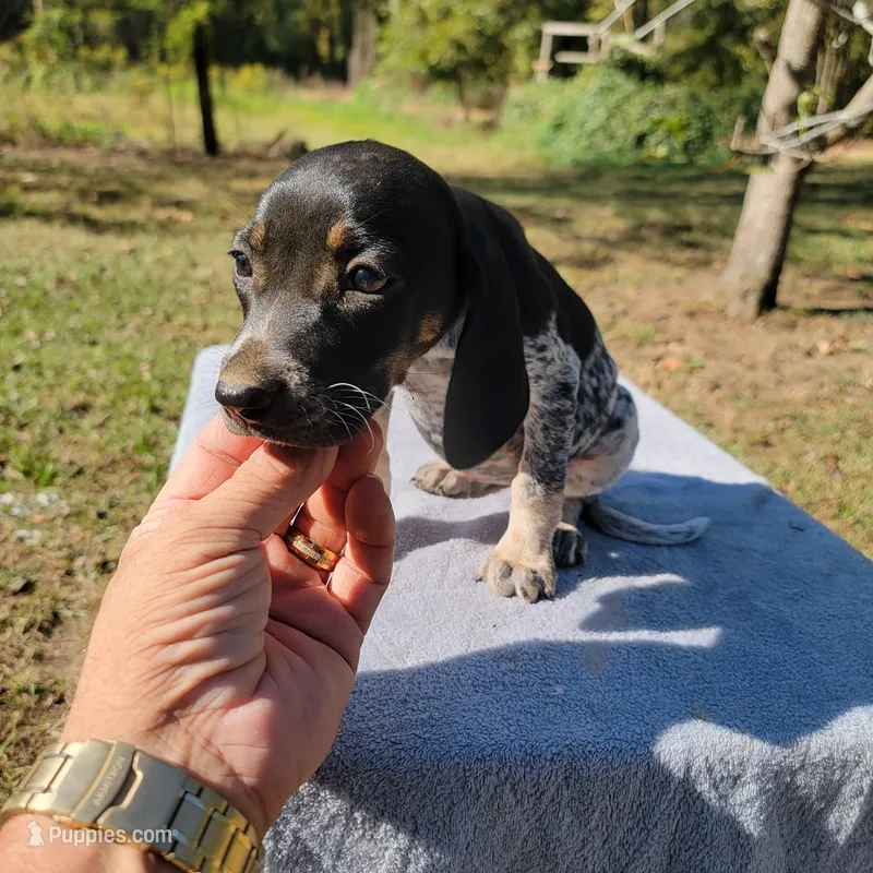 BLUETICK FEMALE 2 – Bluetick Coonhound puppy for sale in Walnut Grove, MS