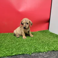 Tan female , a female Miniature Dachshund for sale in Walnut Grove, MS – 4 of 9