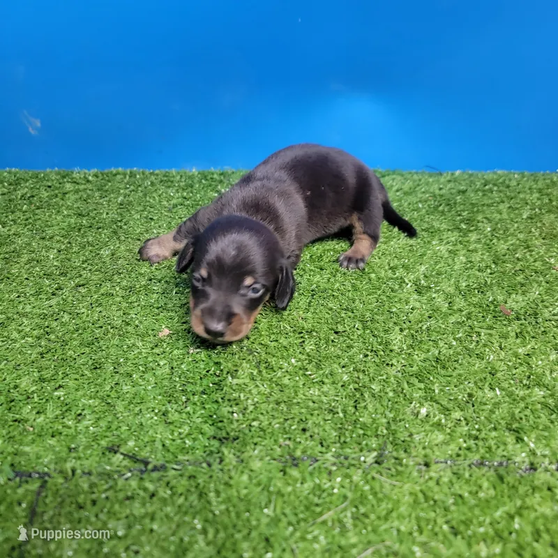 Black and tan male 2 – Miniature Dachshund puppy for sale in Walnut Grove, MS