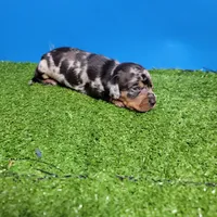 Silver Dapple male 1, a male Miniature Dachshund for sale in Walnut Grove, MS – 4 of 9