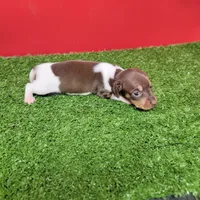 Chocolate and white female , a female Miniature Dachshund for sale in Walnut Grove, MS – 9 of 10