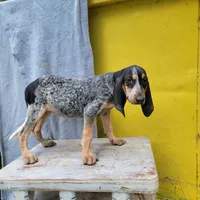 Female 2, a female Bluetick Coonhound for sale in Walnut Grove, MS – 2 of 5