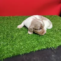 Longhair female , a female Miniature Dachshund for sale in Walnut Grove, MS – 8 of 10